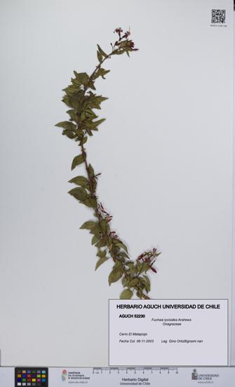 Fuchsia lycioides [Espécimen: UCH:AGUCH:0052230]
