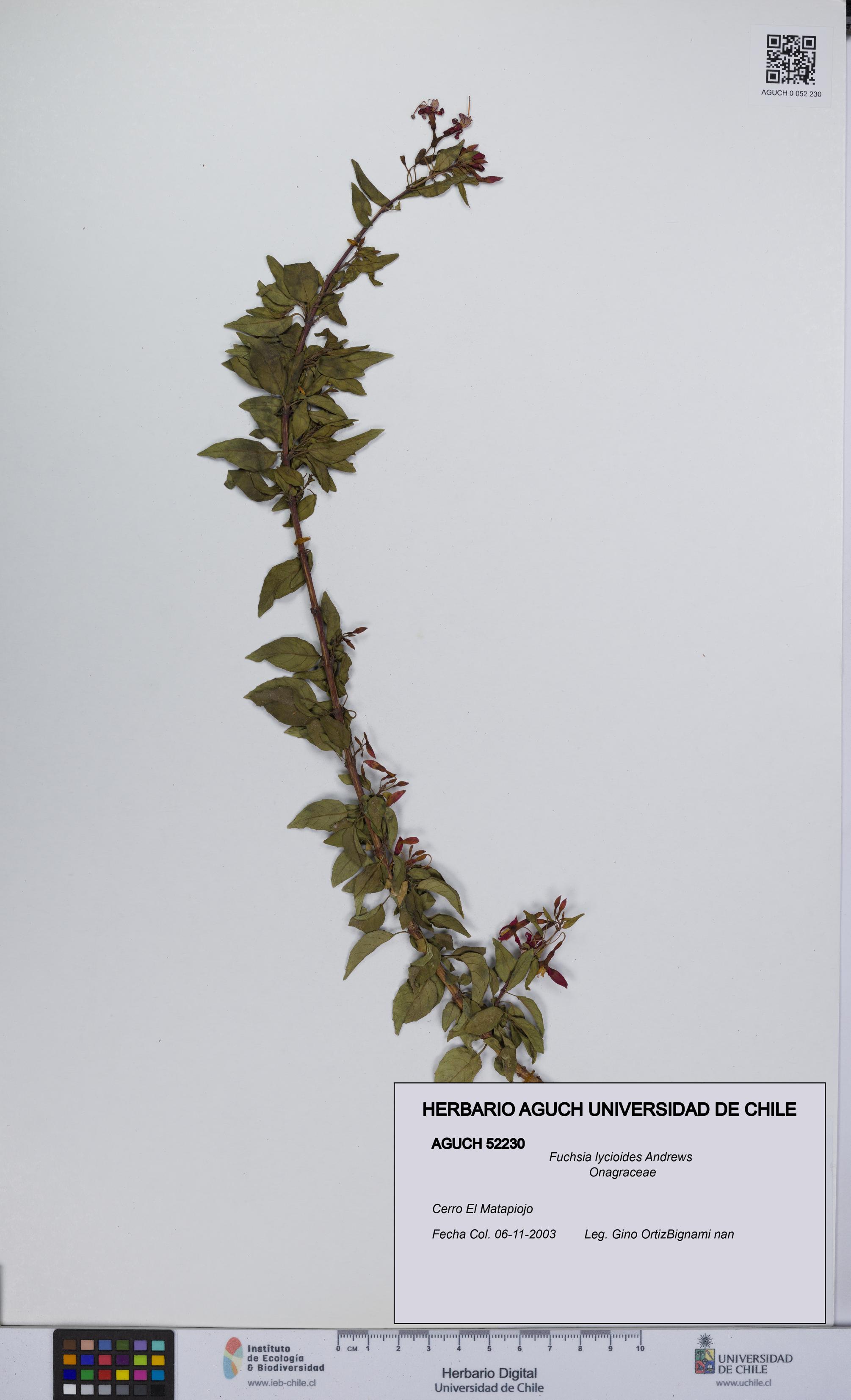 Fuchsia lycioides [Espécimen: UCH:AGUCH:0052230]