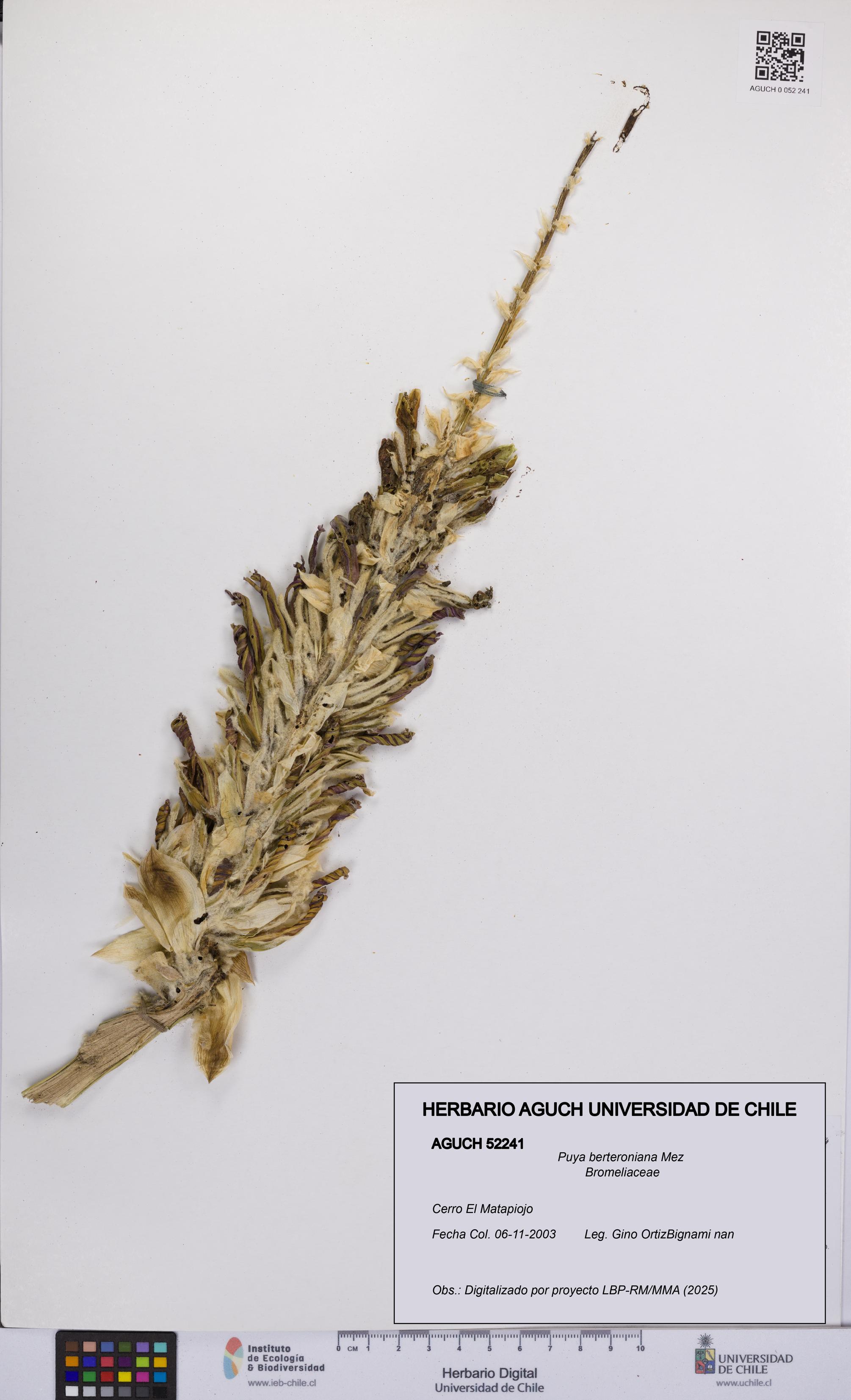 Puya berteroniana [Espécimen: UCH:AGUCH:0052241]