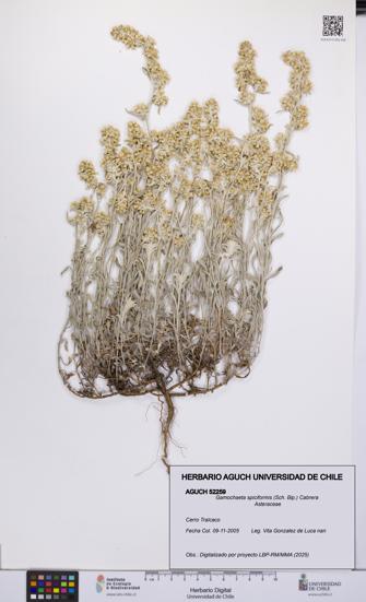 Gamochaeta spiciformis [Espécimen: UCH:AGUCH:0052259]