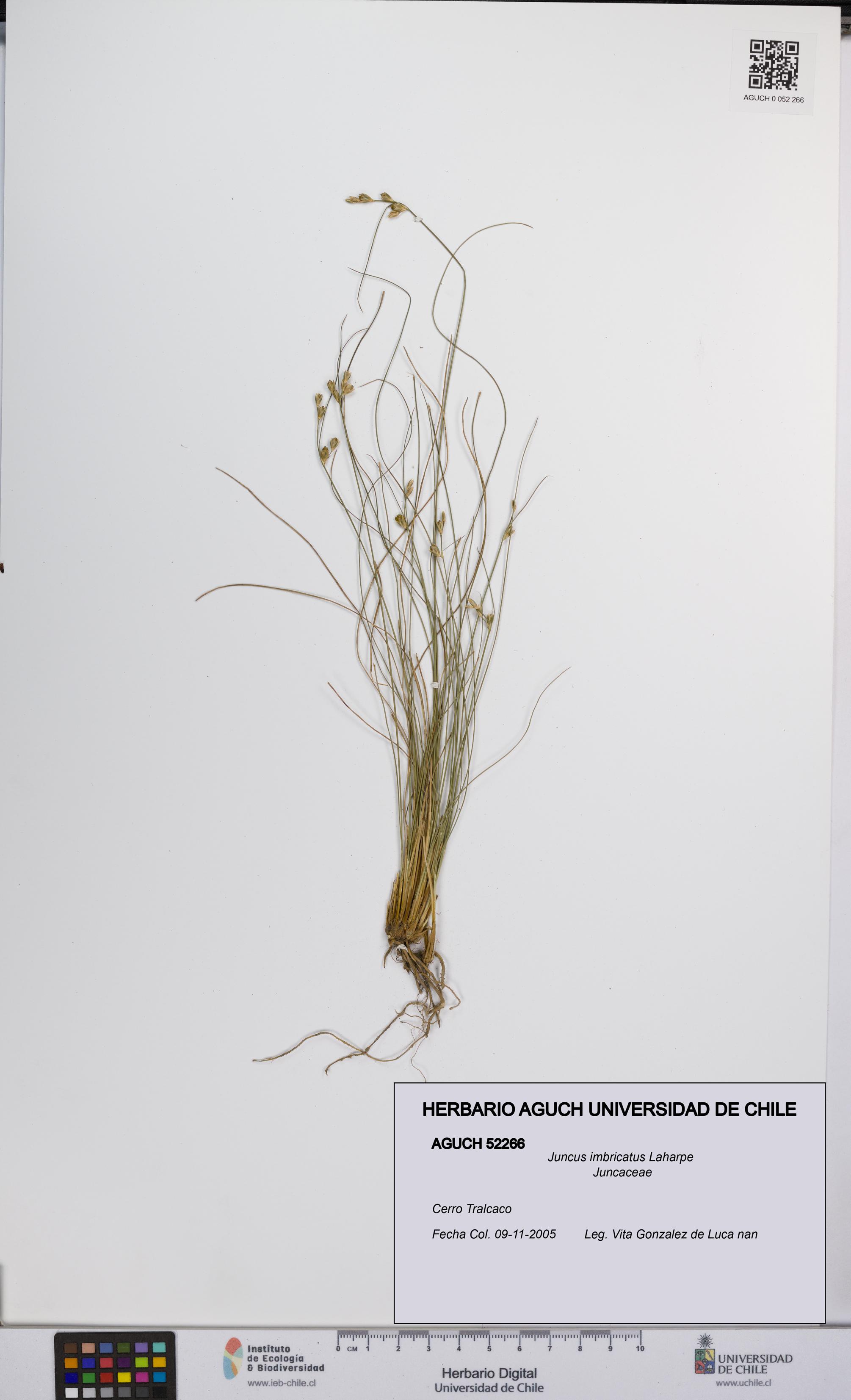 Juncus imbricatus [Espécimen: UCH:AGUCH:0052266]