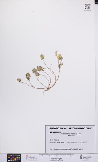 Chaetanthera ciliata [Espécimen: UCH:AGUCH:0052276]