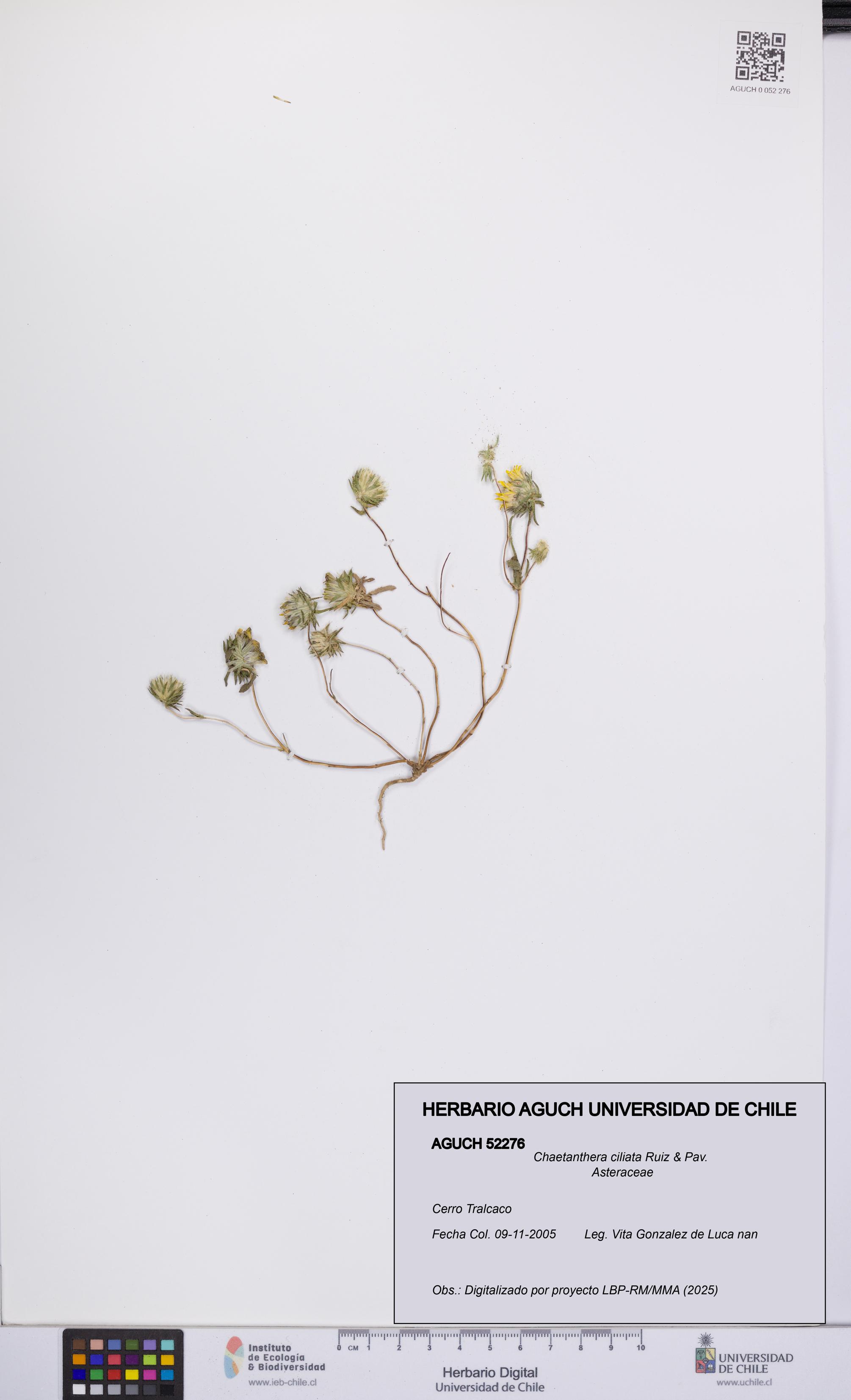 Chaetanthera ciliata [Espécimen: UCH:AGUCH:0052276]