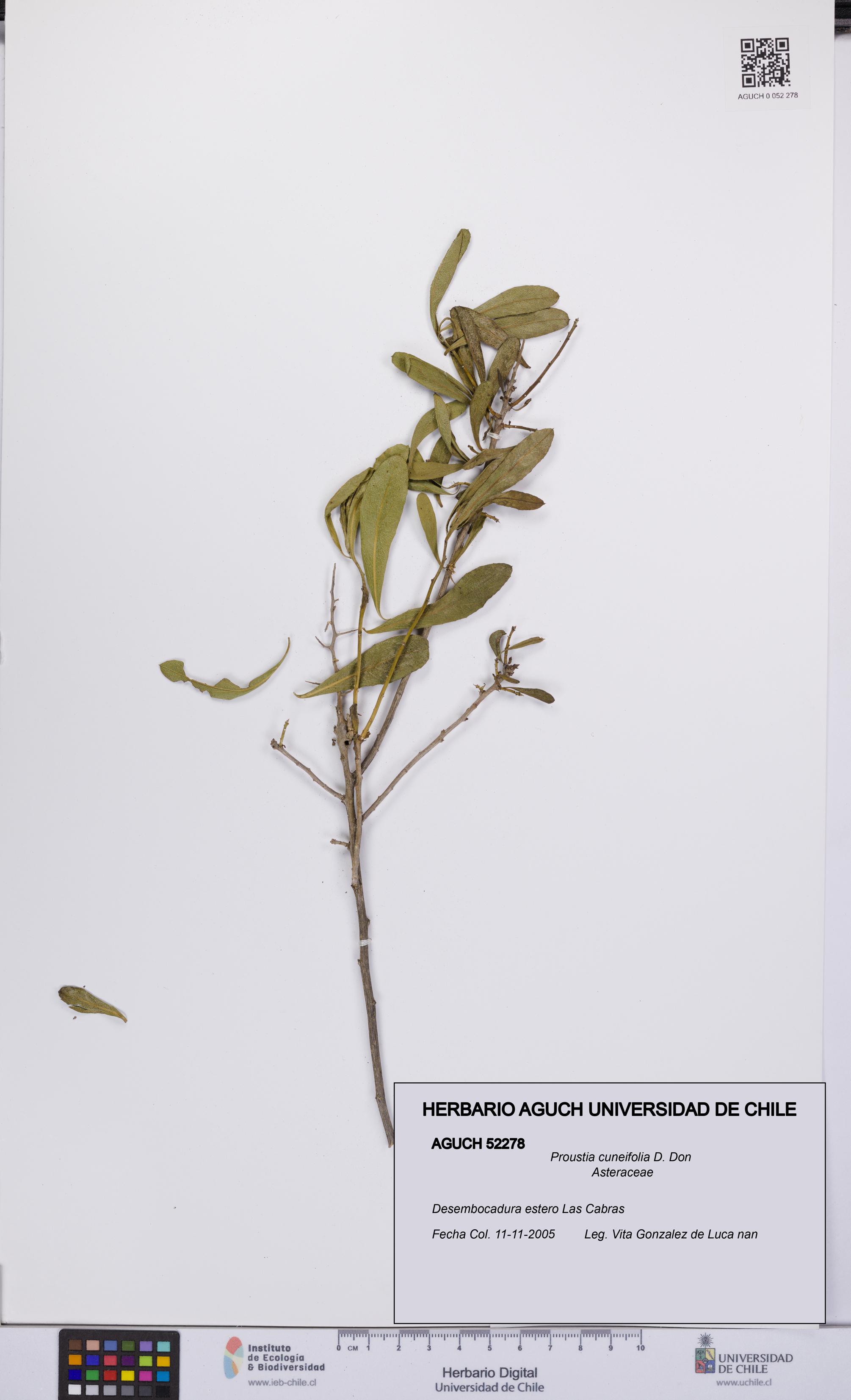 Proustia cuneifolia [Espécimen: UCH:AGUCH:0052278]