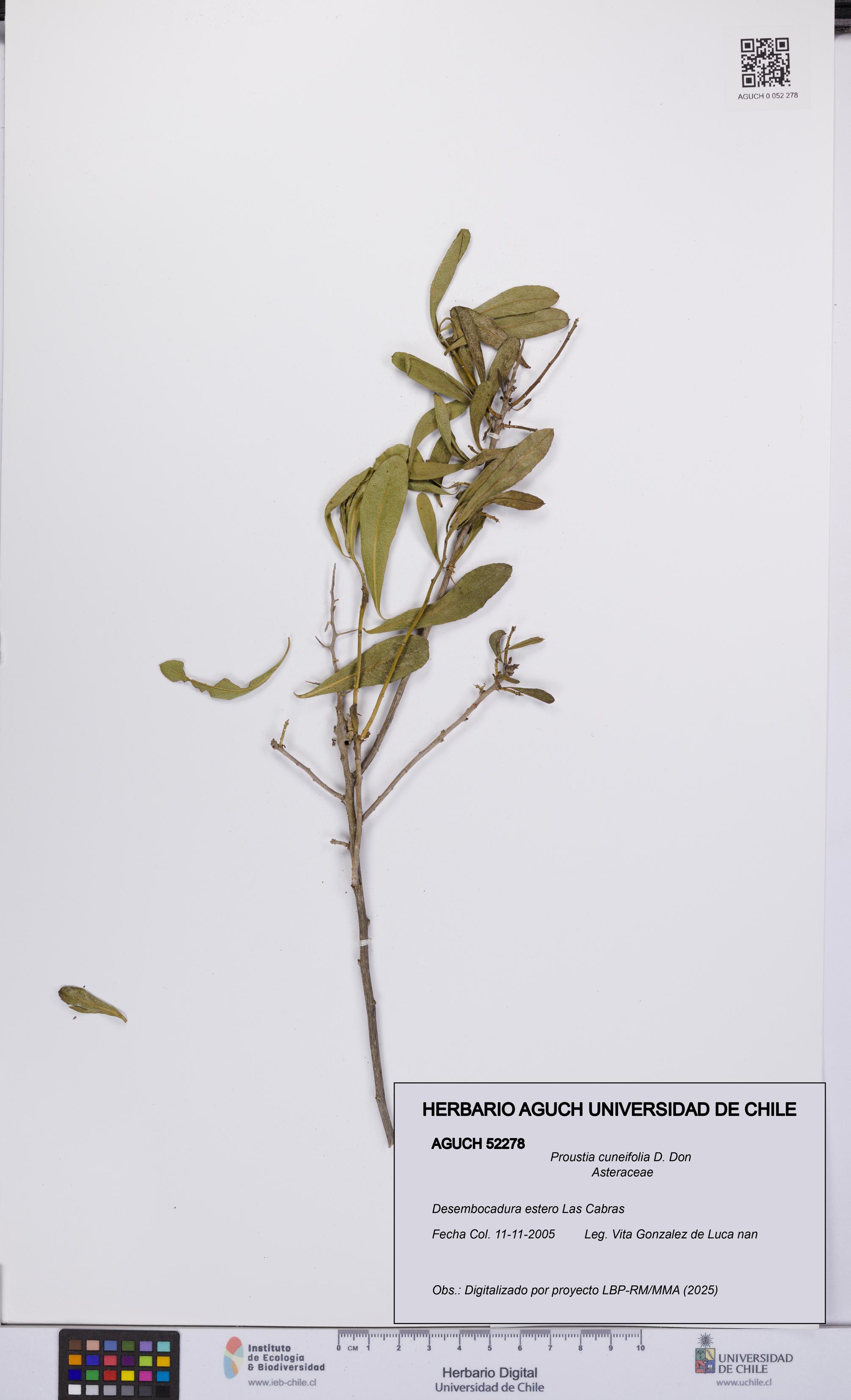 Proustia cuneifolia [Espécimen: UCH:AGUCH:0052278]