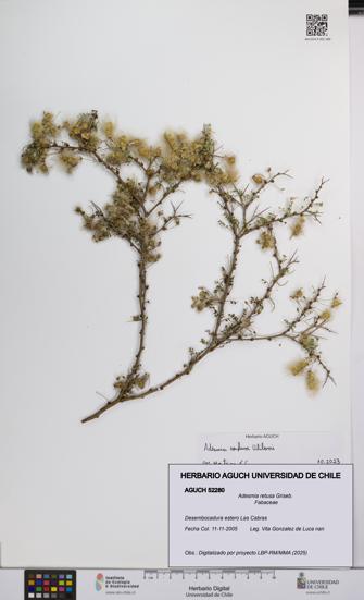 Adesmia retusa [Espécimen: UCH:AGUCH:0052280]