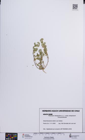 Polycarpon tetraphyllum subsp. tetraphyllum [Espécimen: ]