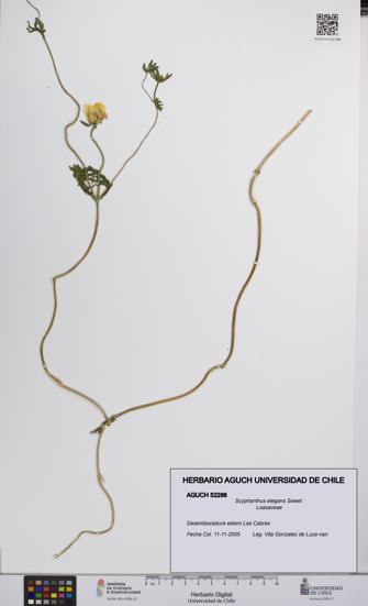 Scyphanthus elegans [Espécimen: UCH:AGUCH:0052286]