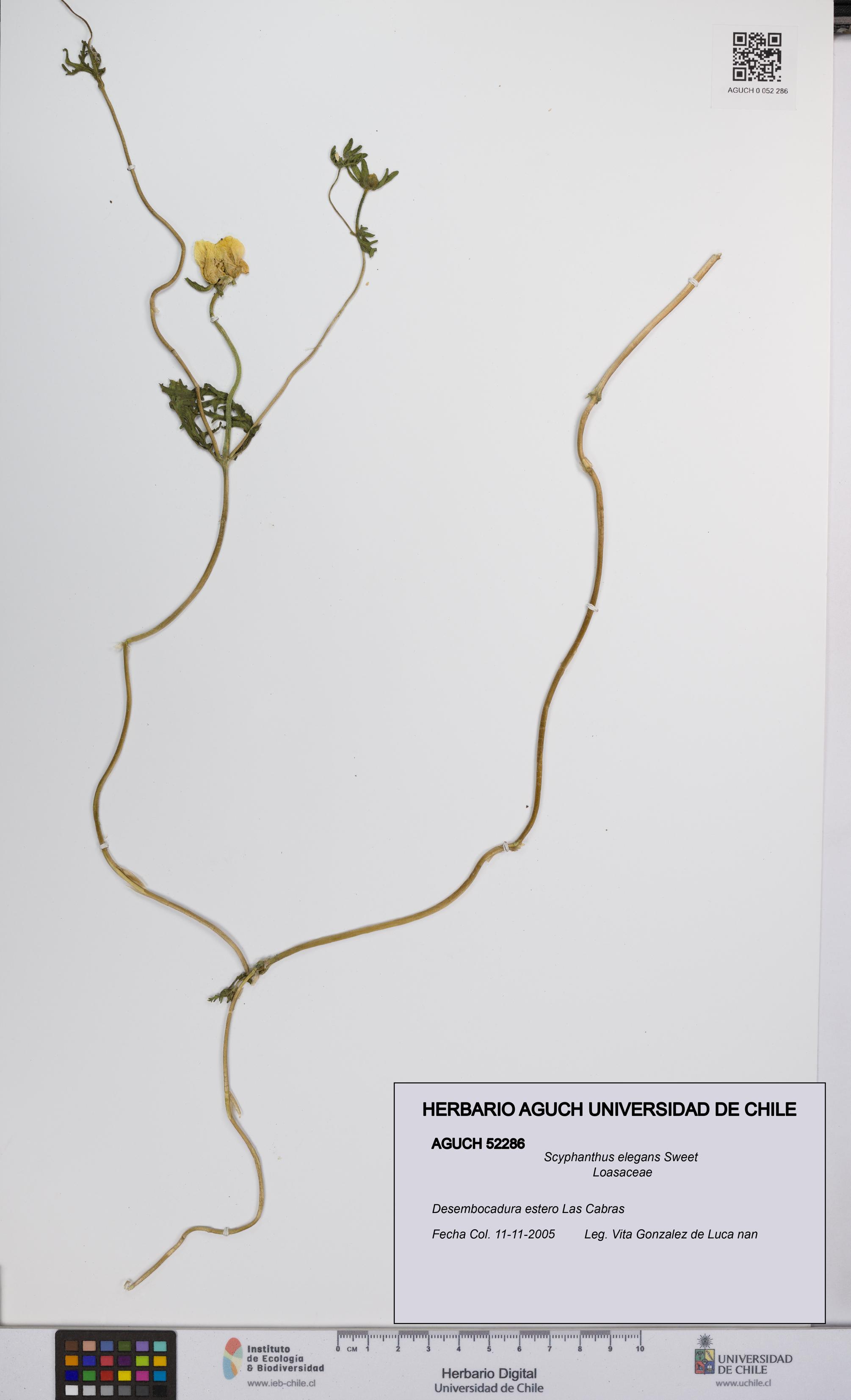 Scyphanthus elegans [Espécimen: UCH:AGUCH:0052286]