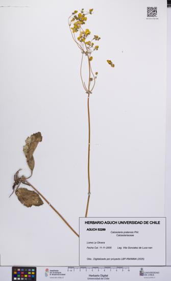 Calceolaria pratensis [Espécimen: UCH:AGUCH:0052289]