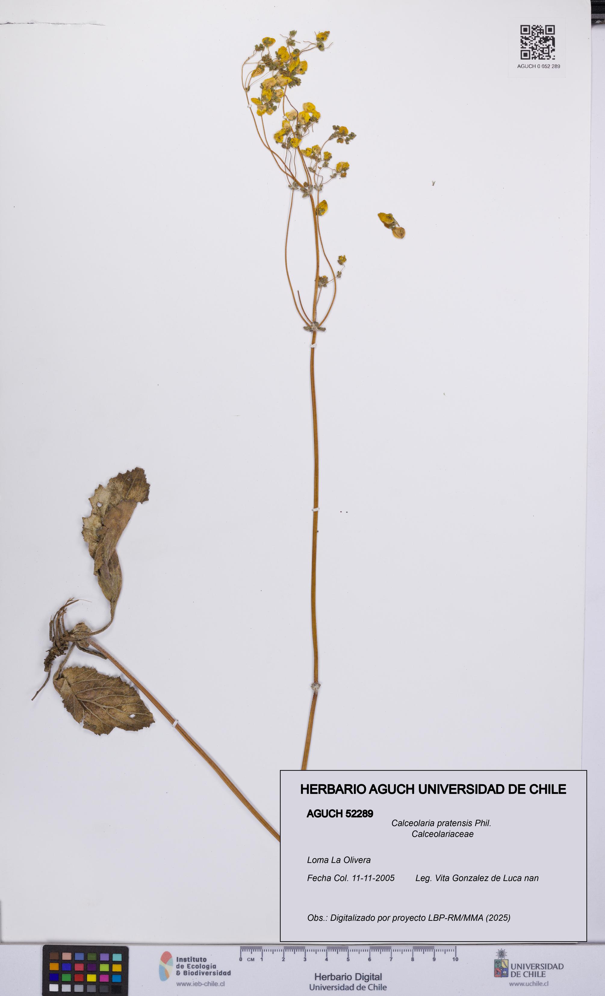 Calceolaria pratensis [Espécimen: UCH:AGUCH:0052289]
