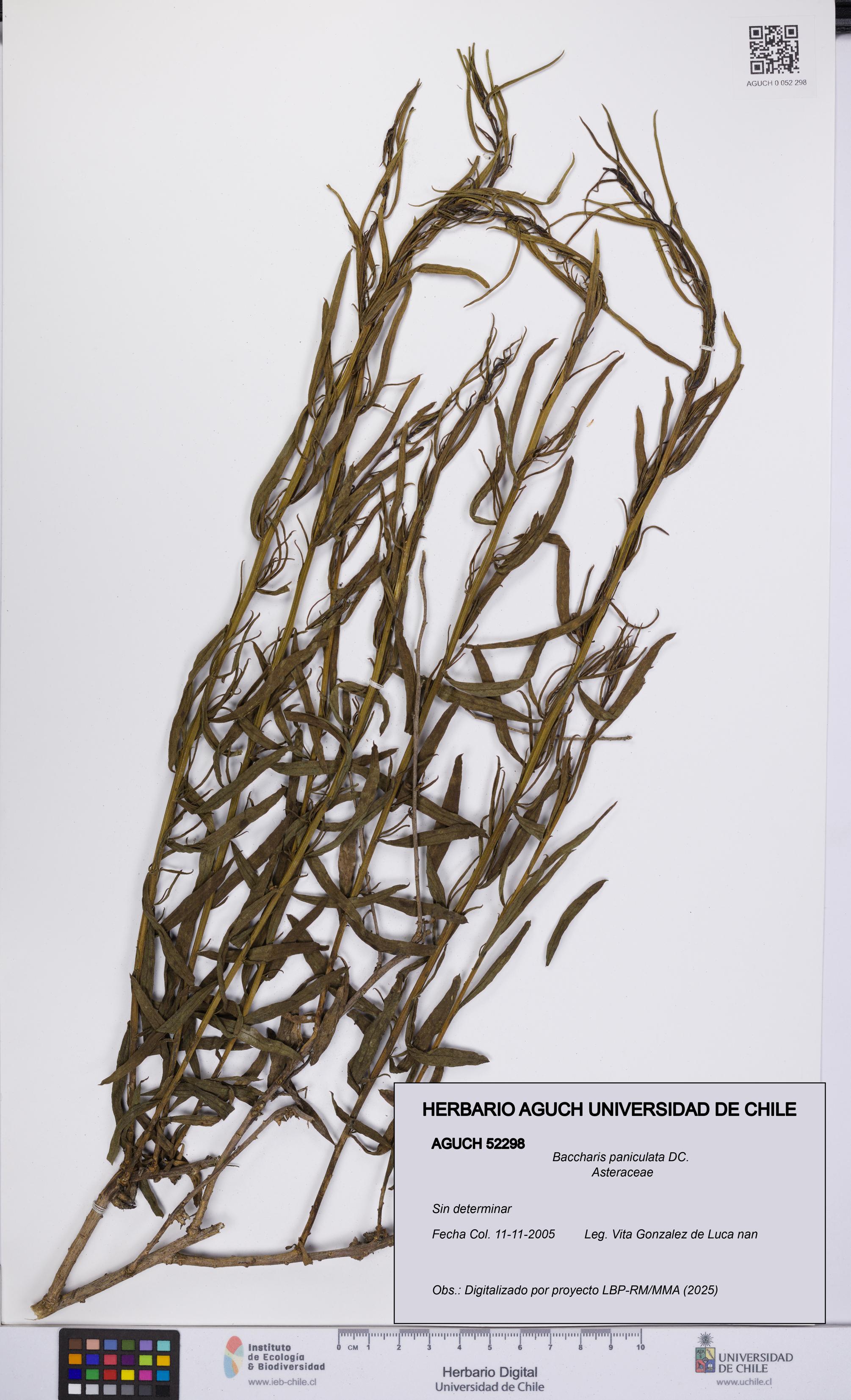 Baccharis paniculata [Espécimen: UCH:AGUCH:0052298]