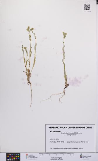 Cryptantha linearis [Espécimen: UCH:AGUCH:0052356]