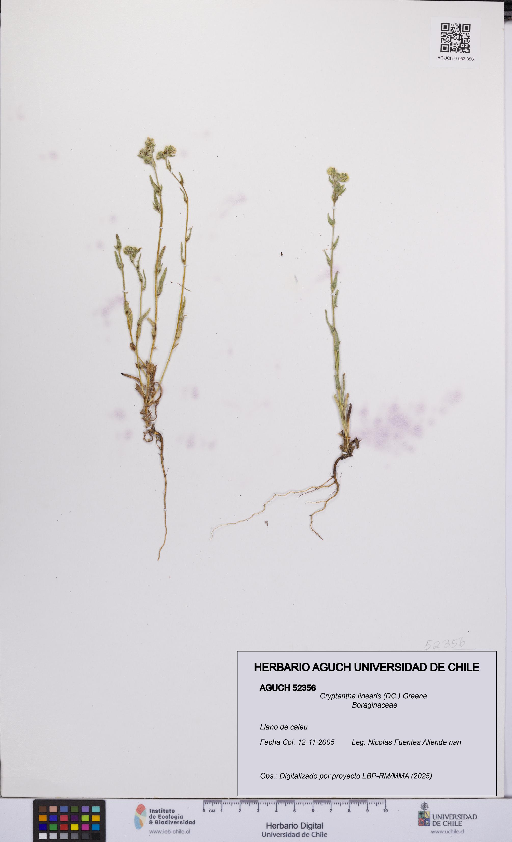 Cryptantha linearis [Espécimen: UCH:AGUCH:0052356]