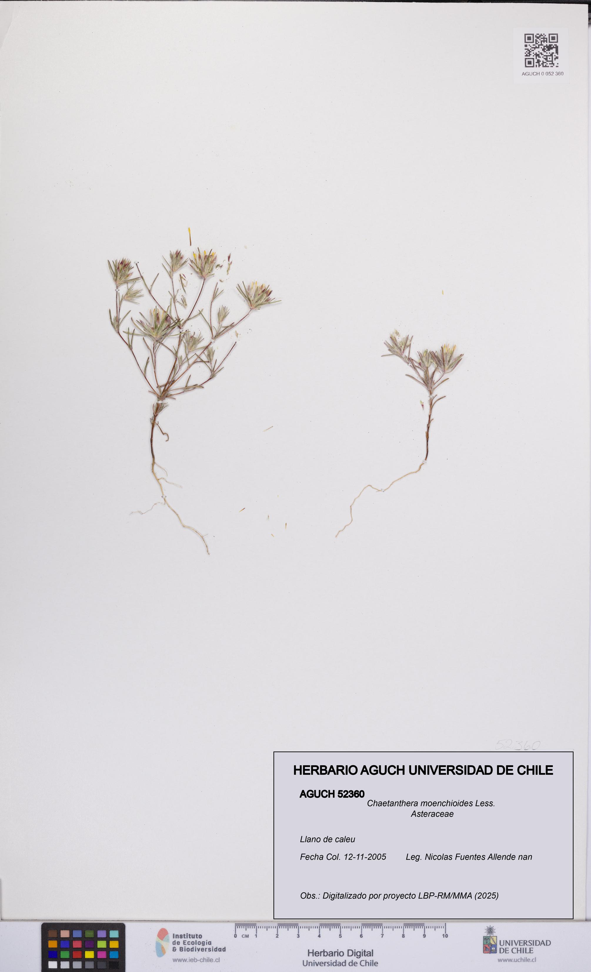 Chaetanthera moenchioides [Espécimen: UCH:AGUCH:0052360]