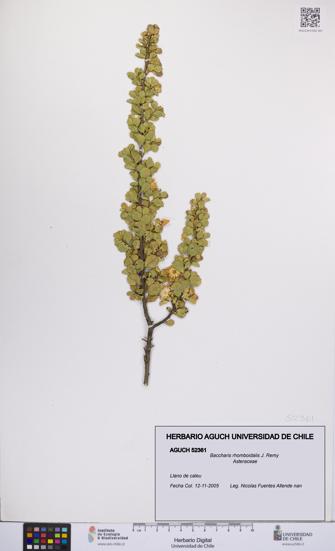 Baccharis rhomboidalis [Espécimen: UCH:AGUCH:0052361]