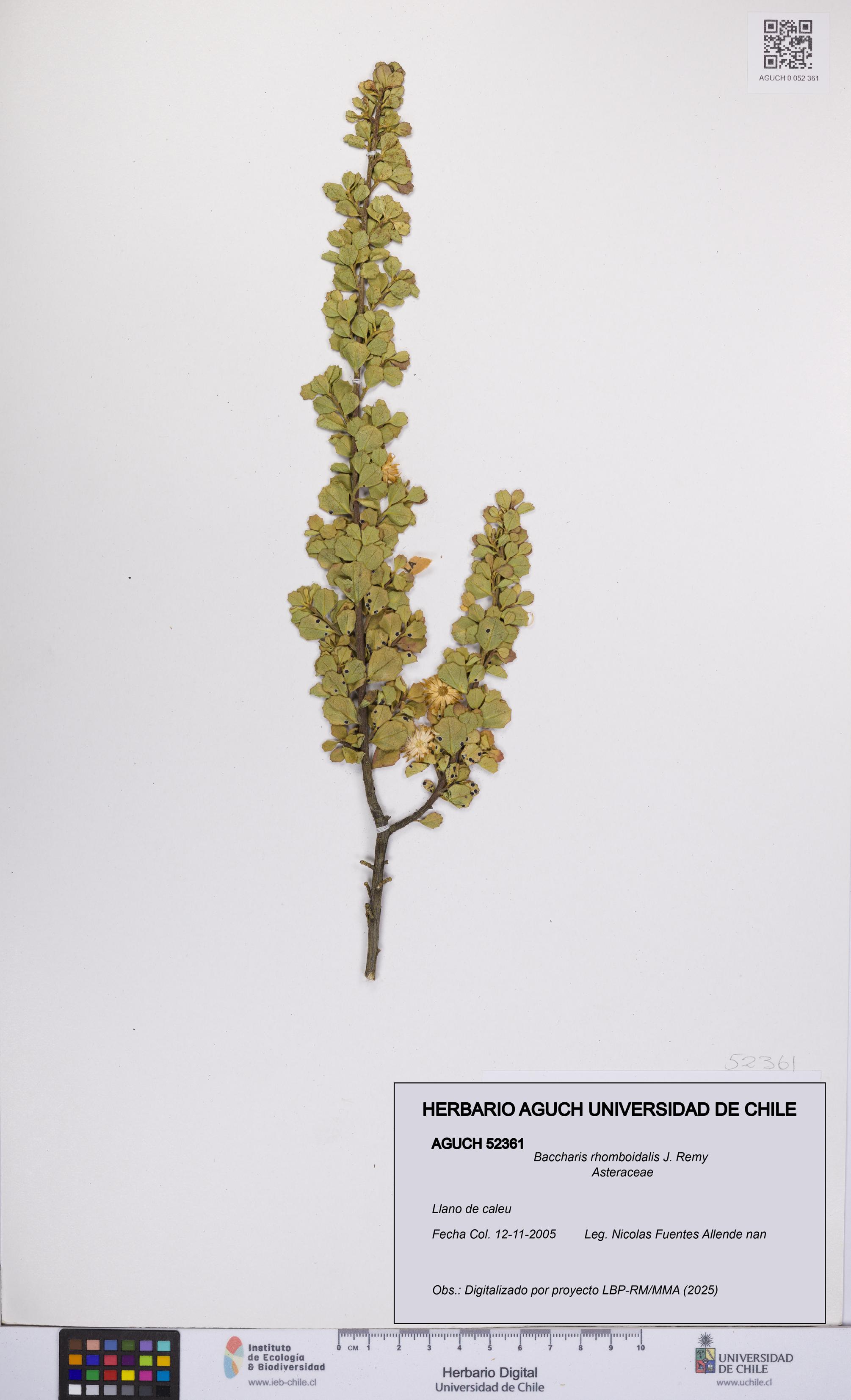 Baccharis rhomboidalis [Espécimen: UCH:AGUCH:0052361]