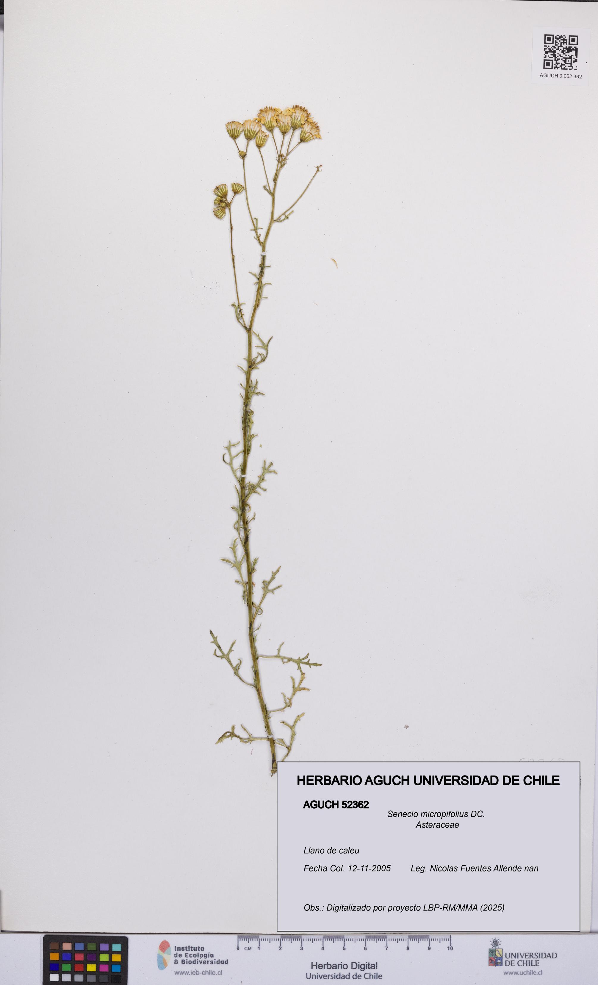 Senecio micropifolius [Espécimen: UCH:AGUCH:0052362]