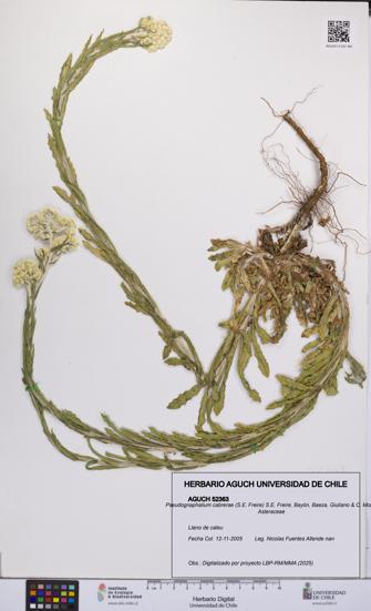 Pseudognaphalium cabrerae [Espécimen: UCH:AGUCH:0052363]