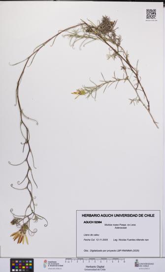 Mutisia rosea [Espécimen: UCH:AGUCH:0052364]