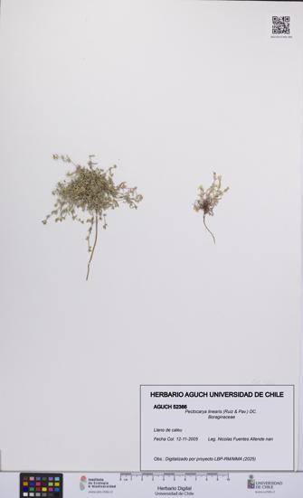 Pectocarya linearis [Espécimen: UCH:AGUCH:0052366]