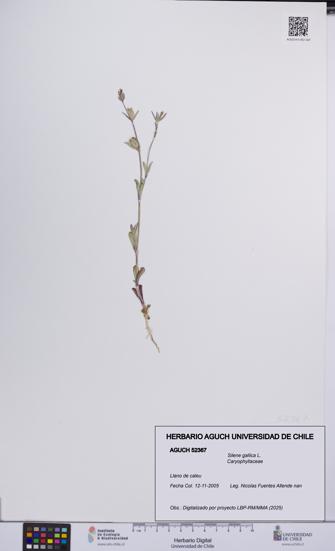 Silene gallica [Espécimen: UCH:AGUCH:0052367]