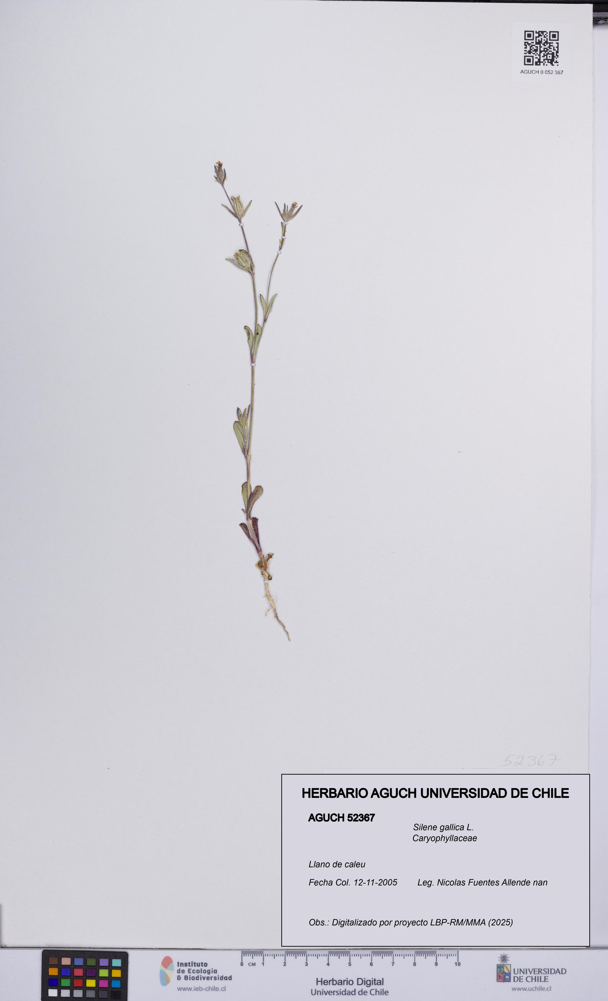Silene gallica [Espécimen: UCH:AGUCH:0052367]