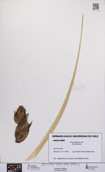 Puya coerulea [Espécimen: UCH:AGUCH:0052383]