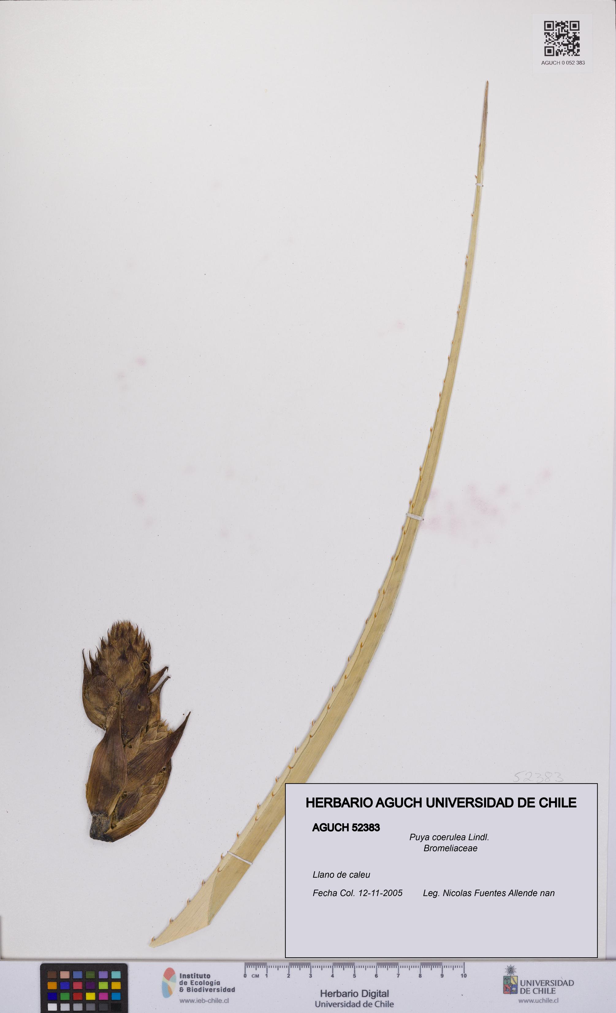 Puya coerulea [Espécimen: UCH:AGUCH:0052383]