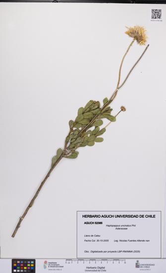 Haplopappus uncinatus [Espécimen: UCH:AGUCH:0052385]