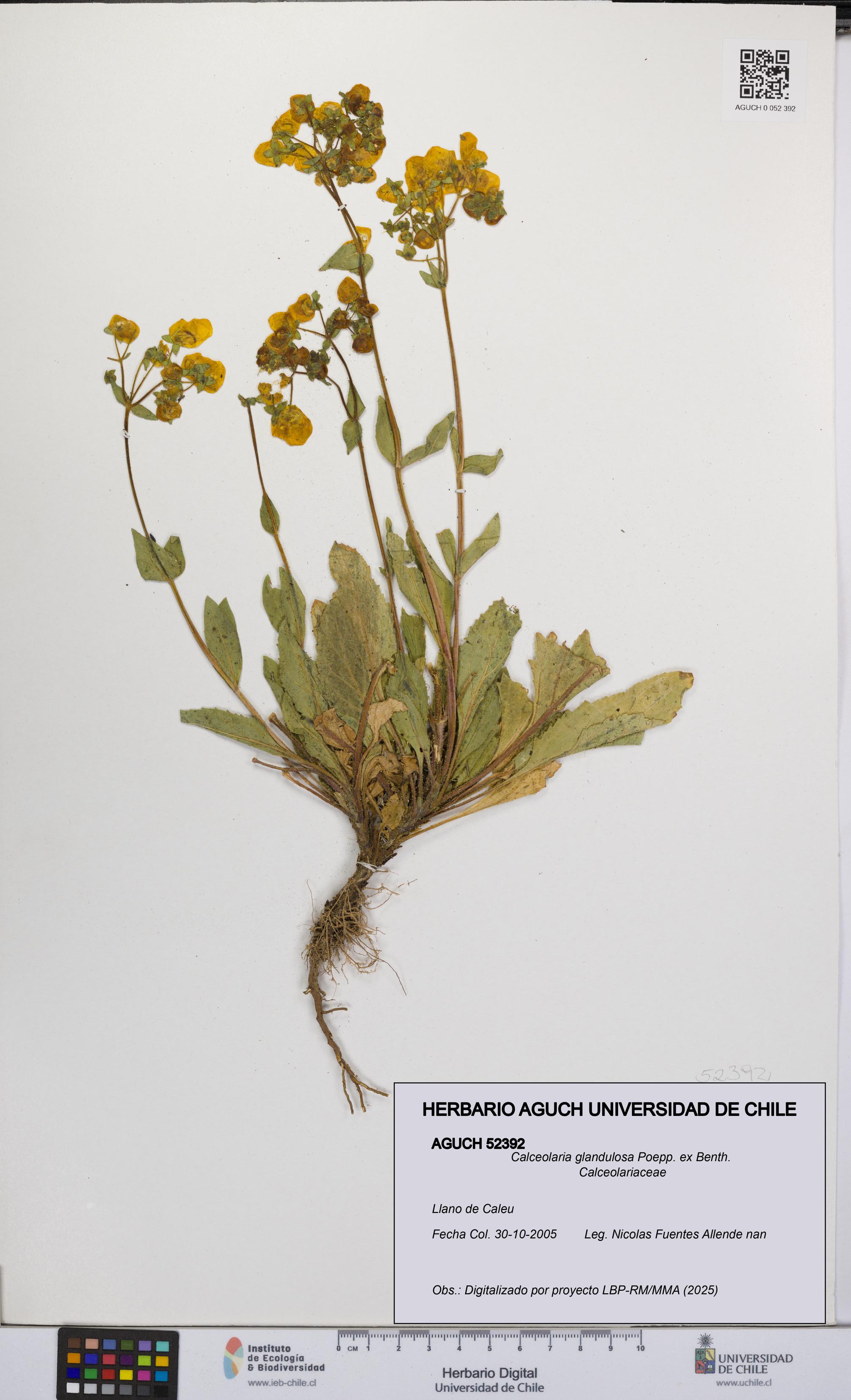 Calceolaria glandulosa [Espécimen: UCH:AGUCH:0052392]