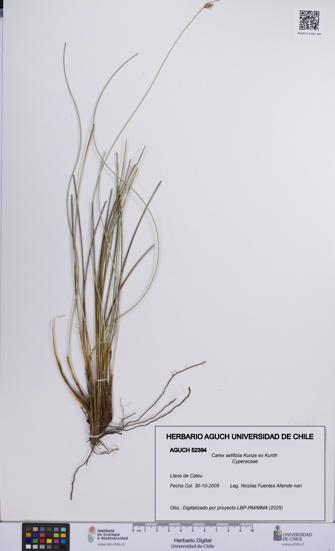 Carex setifolia [Espécimen: UCH:AGUCH:0052394]