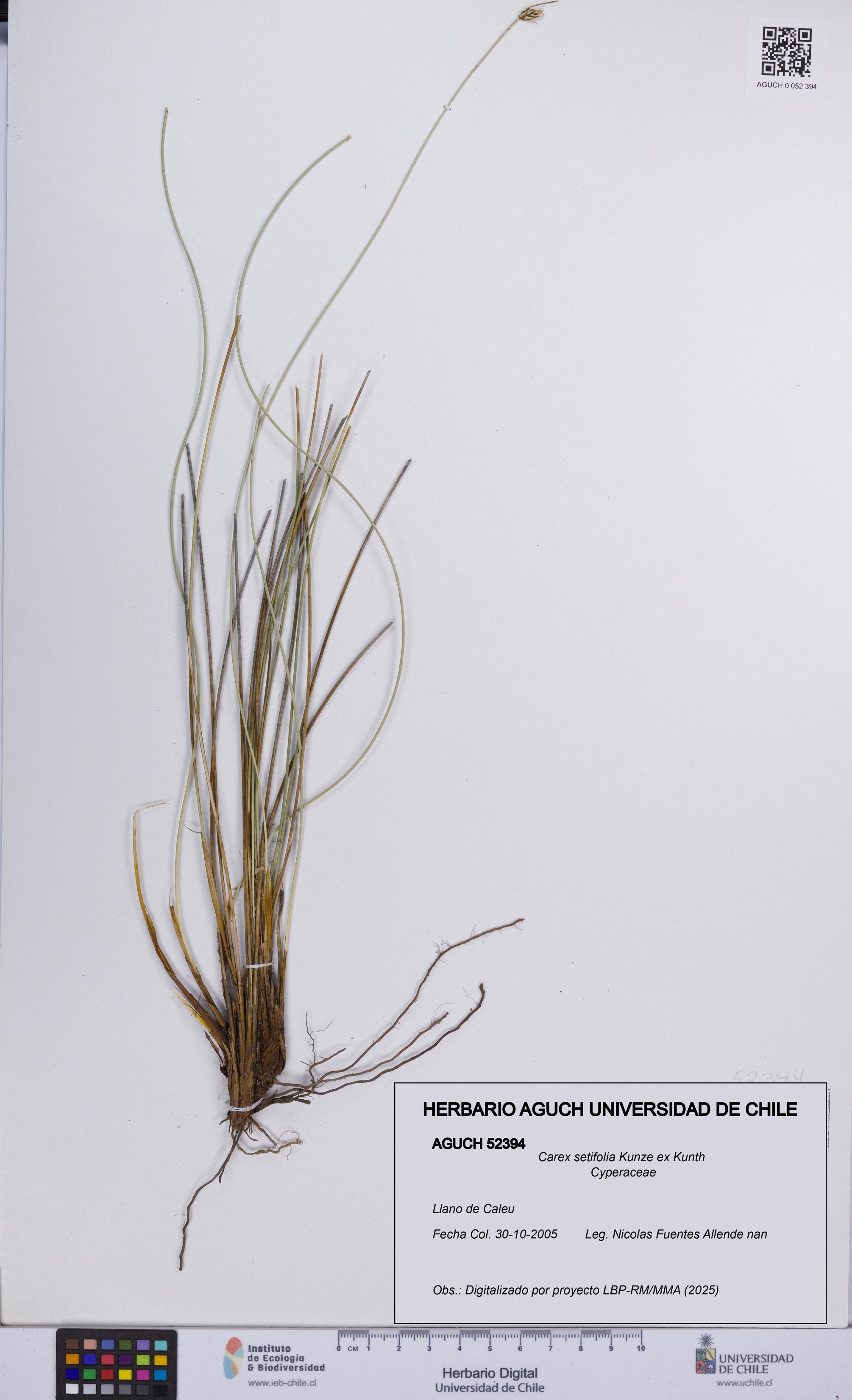 Carex setifolia [Espécimen: UCH:AGUCH:0052394]