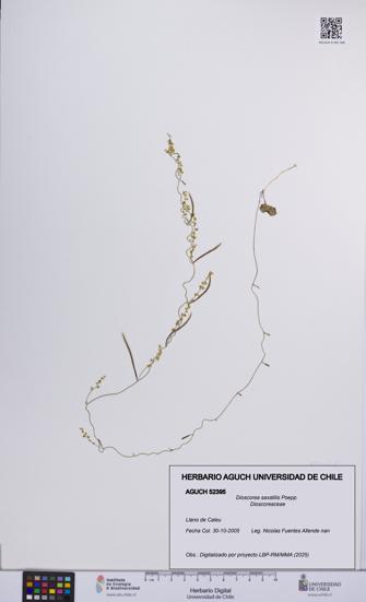 Dioscorea saxatilis [Espécimen: UCH:AGUCH:0052395]