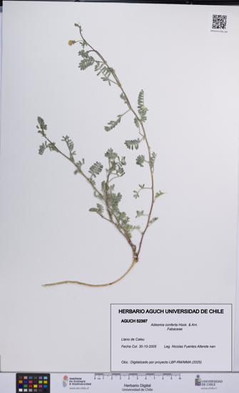 Adesmia conferta [Espécimen: UCH:AGUCH:0052397]