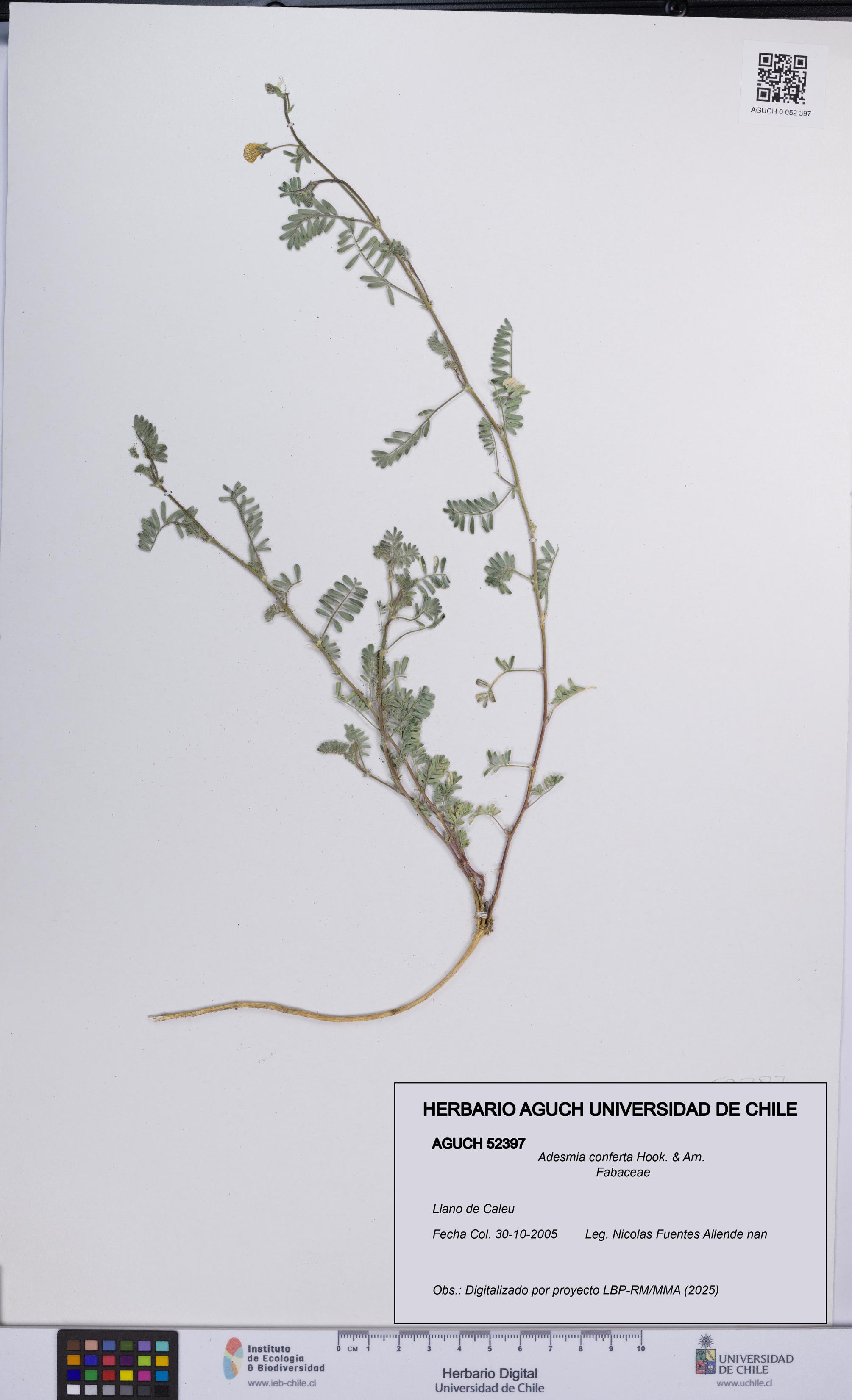 Adesmia conferta [Espécimen: UCH:AGUCH:0052397]