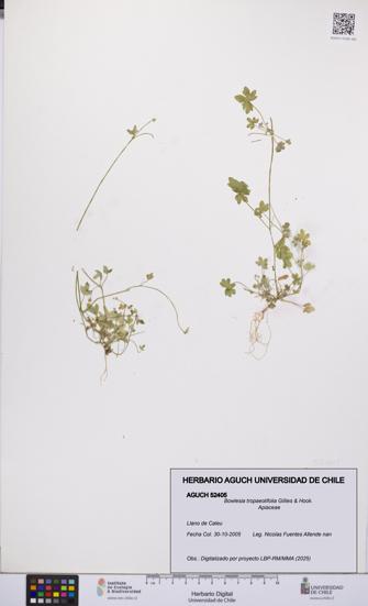 Bowlesia tropaeolifolia [Espécimen: UCH:AGUCH:0052405]