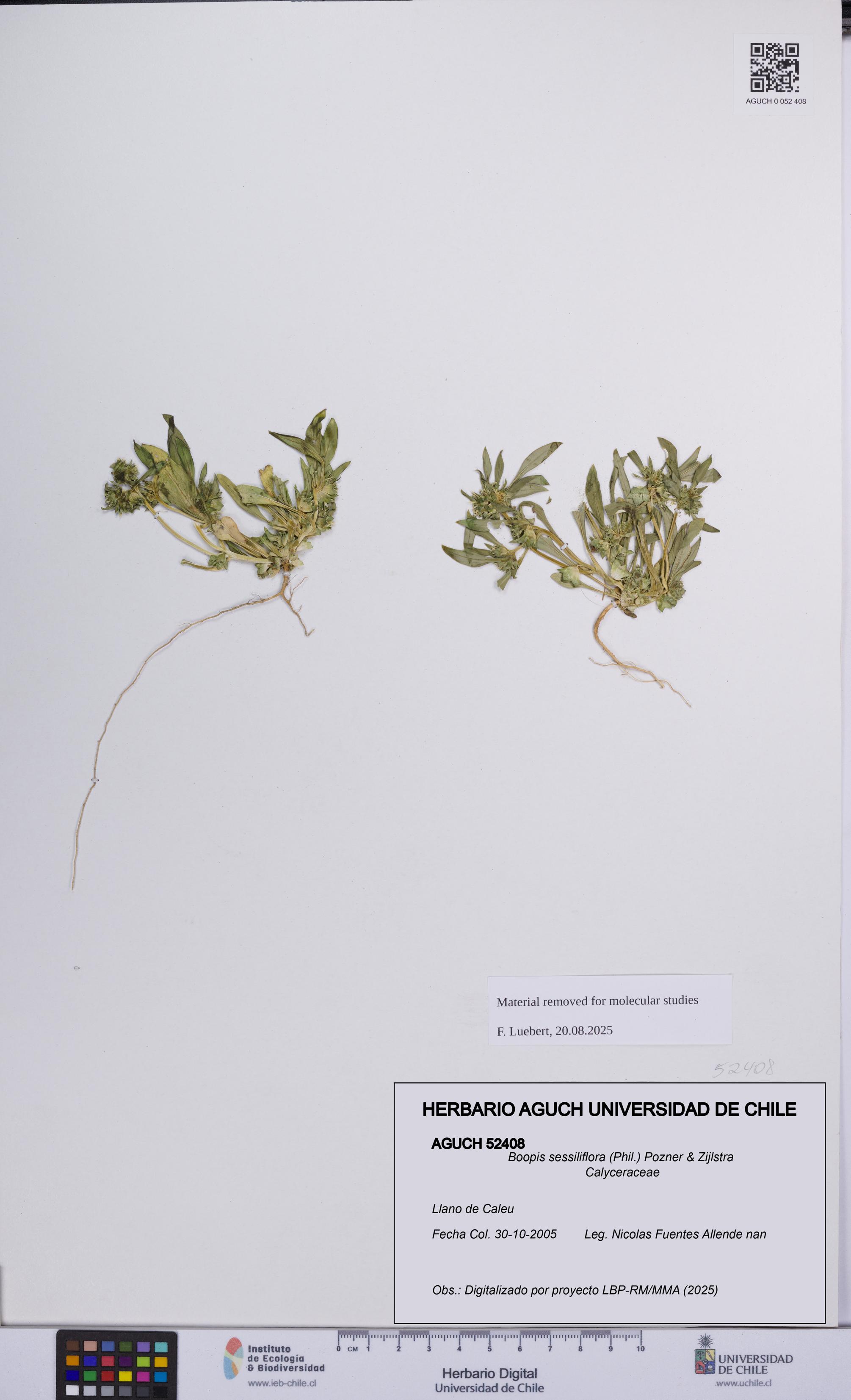 Boopis sessiliflora [Espécimen: UCH:AGUCH:0052408]