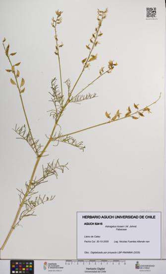 Astragalus looseri [Espécimen: UCH:AGUCH:0052415]