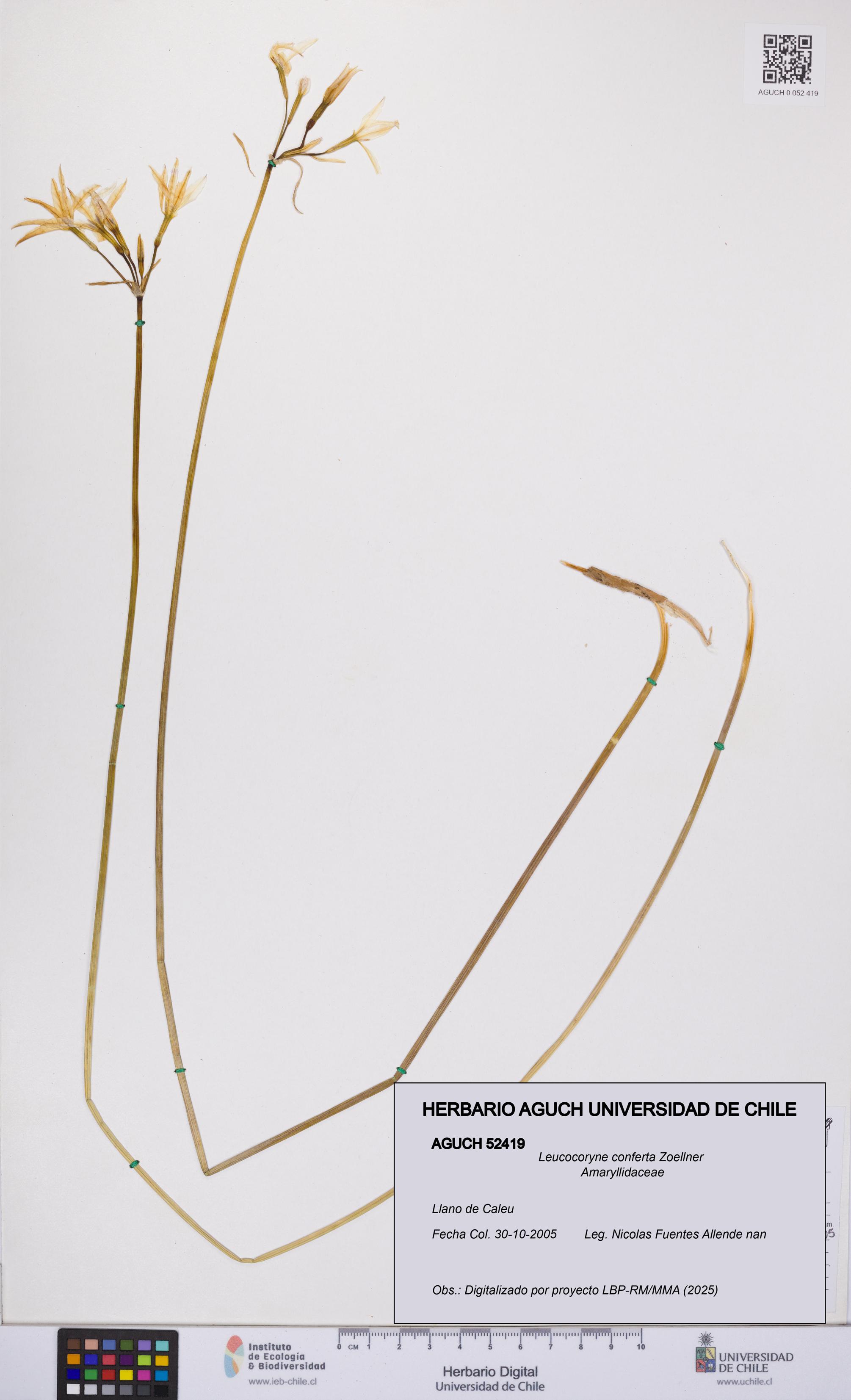 Leucocoryne conferta [Espécimen: UCH:AGUCH:0052419]