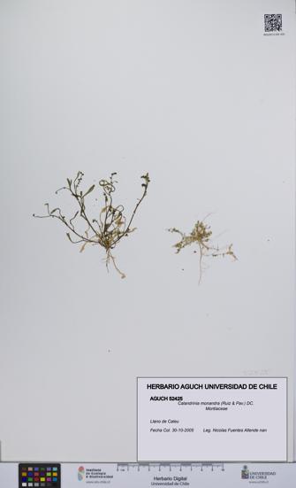 Calandrinia monandra [Espécimen: UCH:AGUCH:0052425]