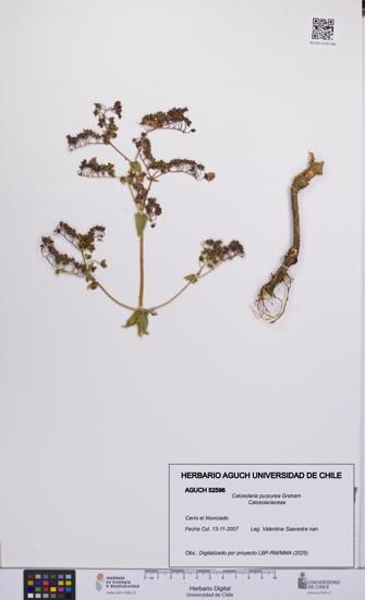 Calceolaria purpurea [Espécimen: UCH:AGUCH:0052596]