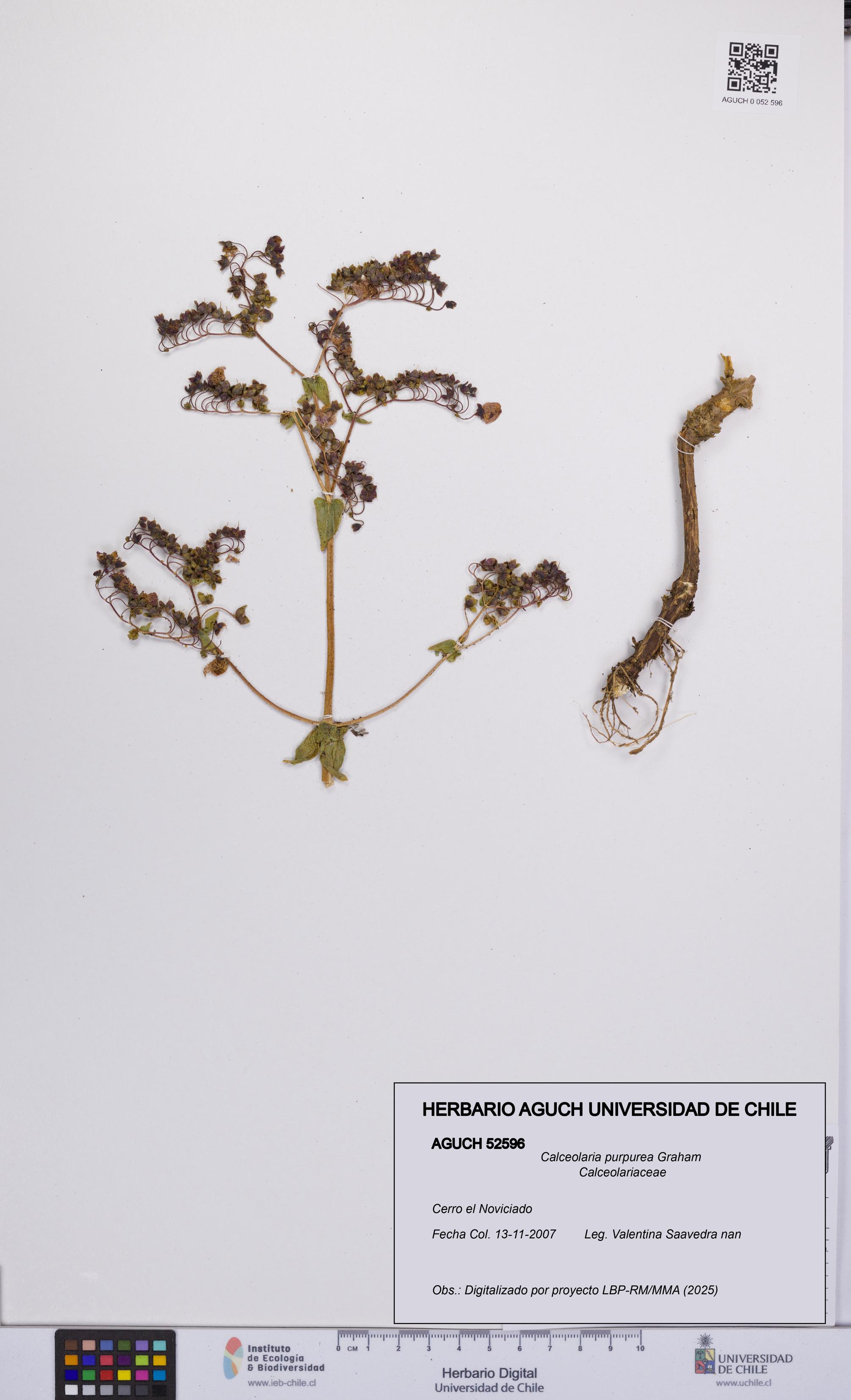 Calceolaria purpurea [Espécimen: UCH:AGUCH:0052596]