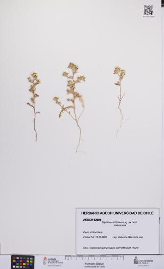 Triptilion cordifolium [Espécimen: UCH:AGUCH:0052603]
