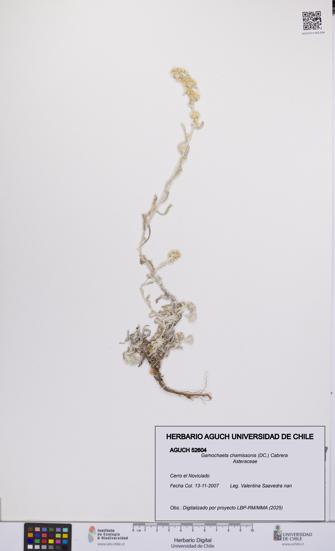 Gamochaeta chamissonis [Espécimen: UCH:AGUCH:0052604]