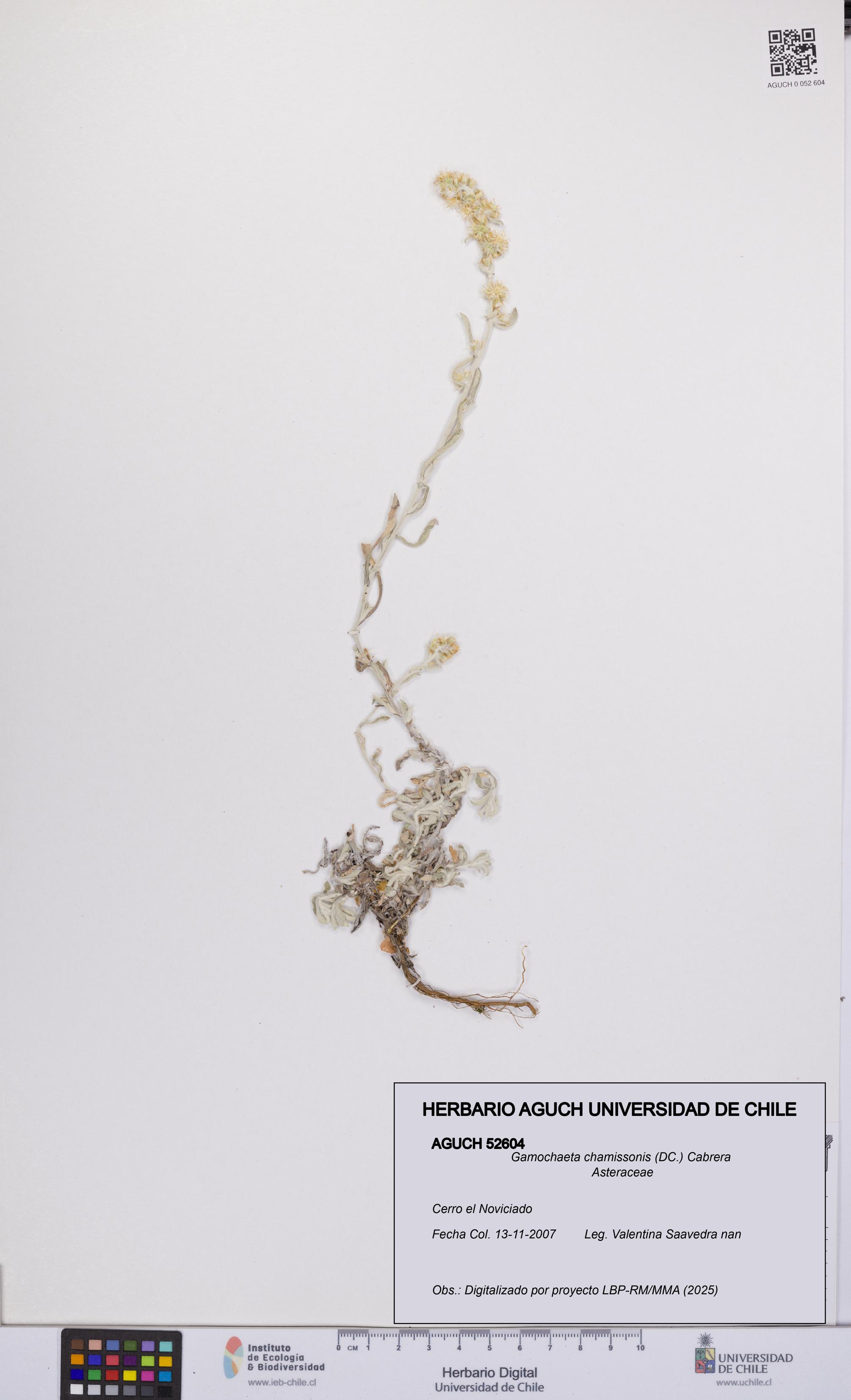 Gamochaeta chamissonis [Espécimen: UCH:AGUCH:0052604]