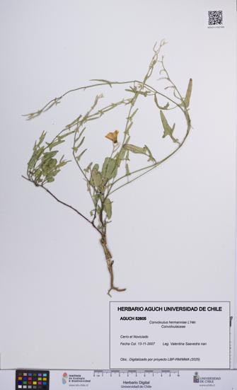 Convolvulus hermanniae [Espécimen: UCH:AGUCH:0052605]