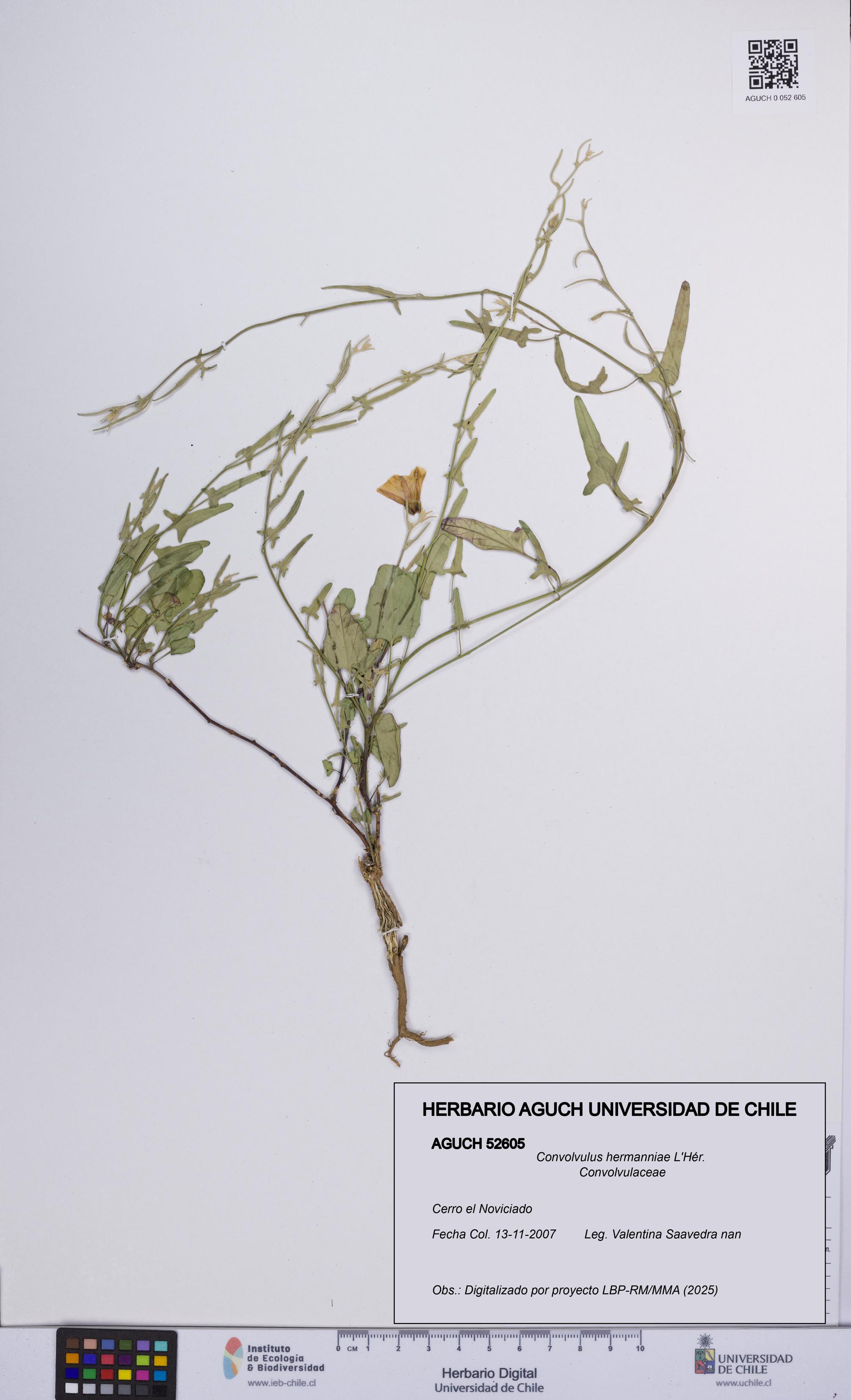 Convolvulus hermanniae [Espécimen: UCH:AGUCH:0052605]
