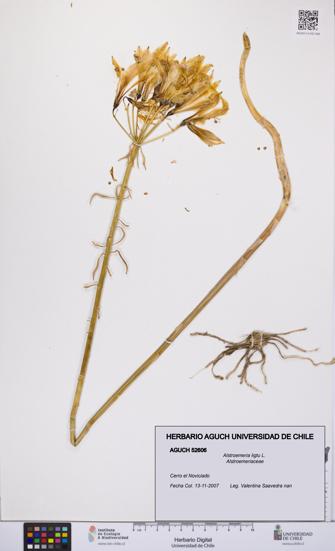 Alstroemeria ligtu [Espécimen: UCH:AGUCH:0052606]