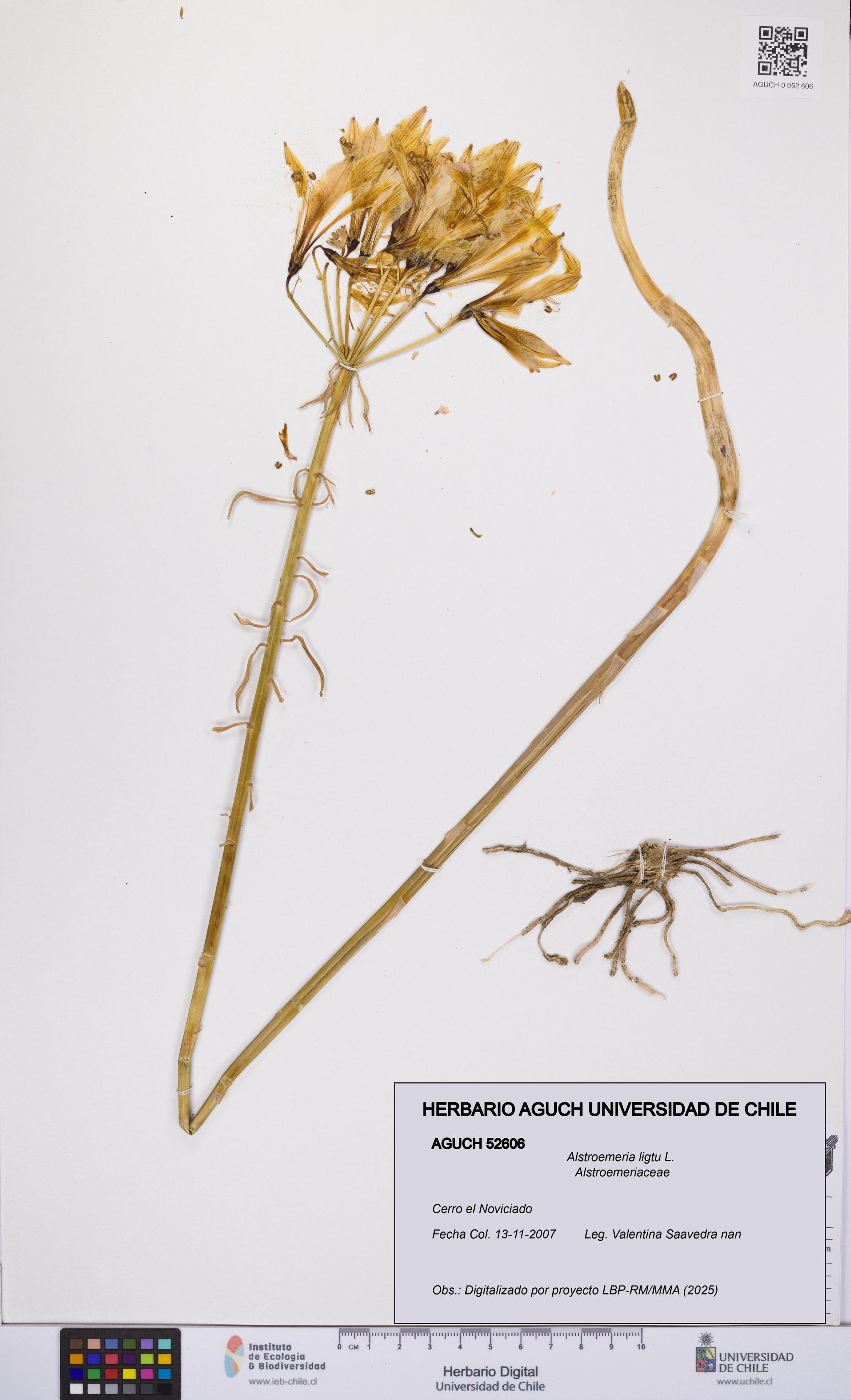 Alstroemeria ligtu [Espécimen: UCH:AGUCH:0052606]